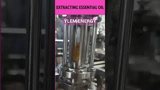 EXTRACTING ESSENTIAL OIL essentialoils distillation distillingequipment distillationmachine [upl. by Blader]