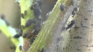 Ants Milking Aphids on a Beanstalk [upl. by Aronid]