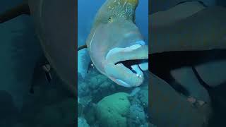 Maori wrasse or Napoleon fish Cheilinus undulatus [upl. by Artus]