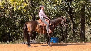 Hershey  Green Horse WTL  Mal Morgan  Ranch Riding 🍫 [upl. by Ratep]