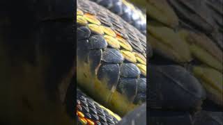 🔥 Shocking Mating Rituals Natures Fiercest Competition 🐍fypシ゚viral fy facts fyp foryou [upl. by Deth]