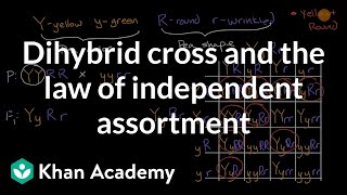 Dihybrid cross and the Law of Independent Assortment  High school biology  Khan Academy [upl. by Nnanaej472]