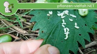 Kleines Schneeglöckchen  FrüchteSamen  010518 Galanthus nivalis  giftige Wildpflanzen [upl. by Ruthanne]