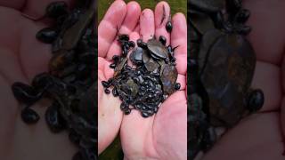 I Saved 100s Of Tadpoles 😲 nature youtubeshorts animals wildlife viral explore shorts [upl. by Tenom]