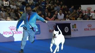 world dog show bad behavior [upl. by Rettuc]