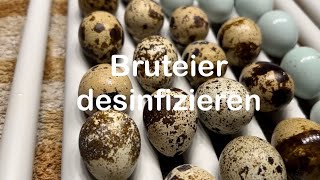 Bruteier desinfizieren  Bruteidesinfektion bei Kunstbrut  Eier säubern  Hühnerhaltung  Hühner [upl. by Gwenore413]