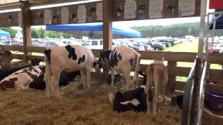 🐄🐮Cattle Barn at Sauk County Fair in Baraboo [upl. by Kaslik]