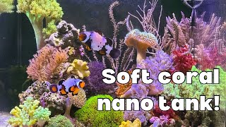 Soft coral dominant nano tank [upl. by Ylsel453]