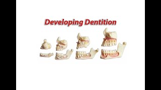 developing dentition [upl. by Ahcrop727]