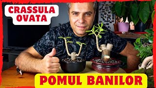 Plantez un bătrân şi frumos exemplar de Copacul Banilor  Crassula Ovata în stil bonsai [upl. by Crellen]