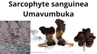 Sarcophyte sanguinea Umavumbuka [upl. by Eylatan219]