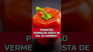 PIMENTÃO VERMELHO PREFERE SOL OU SOMBRA horta viral agricultura [upl. by Hafeenah626]