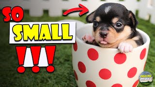 Top 10 Teacup Dogs Cute Dogs  Best Small Dogs [upl. by Reivax606]