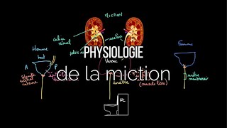 Physiologie de la miction [upl. by Canute]