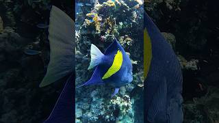 Halfmoon Angelfish  Pomacanthus maculosus 😳🧜‍♀️ shorts egypt redsea [upl. by Eudo]