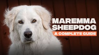 Maremma Sheepdog The Complete Breed Guide [upl. by Eelnyl]