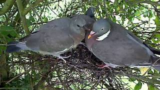 110811 NORFOLK WOOD PIGEON TAKE FLIGHT [upl. by Zack]