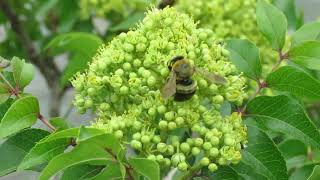 Toothache Tree Xanthozylum clavaherculis [upl. by Teerell805]