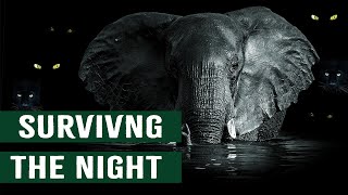 How Elephants Survive The Predators Of The Night [upl. by Nalyk]