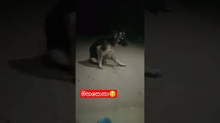 මහසොනා මිදුලට ඇවිත්🥴viralshorttrendinganimalscatdogpetsfunnyhorrw [upl. by Kafka]