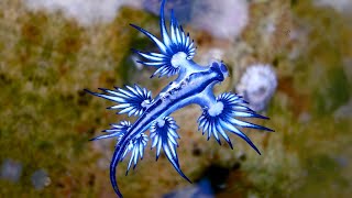 Blue Sea Dragon 🌊 One Of The Most Beautiful Sea Creatures [upl. by Anirtep]