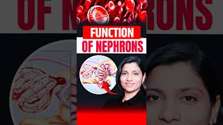 Functions Of Nephrons  NEET Concept neetbiology neet2025 riturattewal nephron [upl. by Dorelle214]