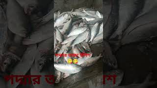 তাজাইলিশ viralvideo shorts [upl. by Ocirema932]