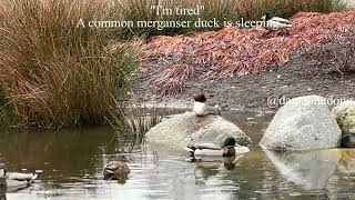 A common merganser duck is sleeping [upl. by Pacificas156]