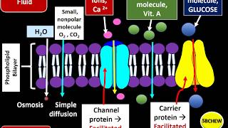 Biology Form 4 KSSM Chap 3 32 Part 1 Characteristics Of Substances Moving Across Plasma Membrane [upl. by Yetnom789]