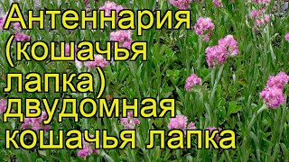 Антеннария двудомная Кошачья лапка Краткий обзор описание antennaria dioica koshachia lapka [upl. by Arnelle237]