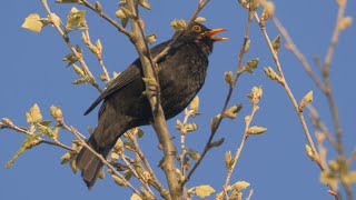 Oiseau qui Chante Le Chant du MERLE NOIR [upl. by Feetal]