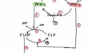 Regulation of Phosphofructokinase [upl. by Darby]