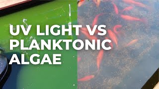 Removing Planktonic Algae from a Pond with UV Light [upl. by Nagirrek987]