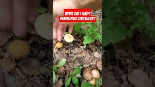 What Mushroom Did I Find Panaeolus cinctulus mushrooming [upl. by Enelrae138]