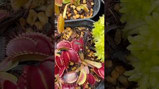 ハエトリソウが“蝿”を捕らえるcarnivorousplants halloween  Venus Flytrap ベランダの小さな自然 [upl. by Nehttam]