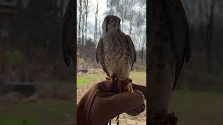 American Kestrel Head stability falconrybirdsofpreykestrel [upl. by Allerbag288]