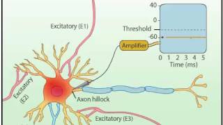 EPSP amp IPSP [upl. by Assed]