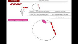 Scienze  Sangue Piastrine [upl. by Mcripley]