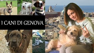 Canili di Genova  i cani da adottare e la situazione attuale [upl. by Adalbert]