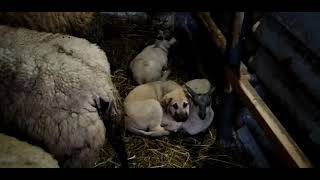 Cachorro de Mastín Español troquelado al ganado [upl. by Geraud]