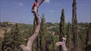 Tobias Pelli abbattimento controllato treeclimbing 2017 [upl. by Ezaria30]