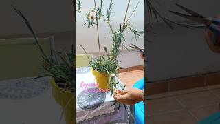 Dejando bonito mi Clavel Andaluz carnations jardin claveles houseplants cosasdeljardin jardim [upl. by Anal]