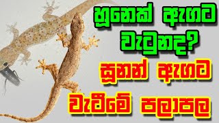 හූනන් ඇගට වැටීමේ පලාඵල Sunan Agata Watime Palapala 2022 [upl. by Leid]