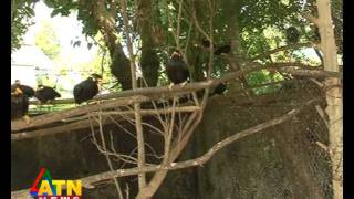 ATN News quotJole Jongolequot  Moina  Myna bird Part 1 of 2 [upl. by Knowles218]