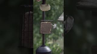 Three beauties at the suet HairyWoodpecker BrownHeadedNuthatch EasternBluebird birdwatching [upl. by Atorod]