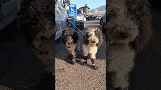 Dogs in their snow boots 😂 campervan boondocking outdoorsy poodles CanadaPooch scheels [upl. by Anelleh]