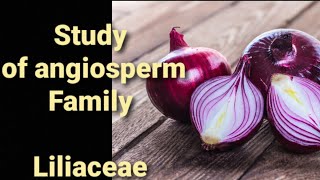 Study of angiosperm plants family Liliaceae [upl. by Ahsaek366]