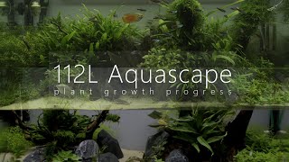 112L Aquascape Update 7 months after set up [upl. by Ahsiekit165]