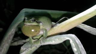 canto hyla meridionalis [upl. by Wright]