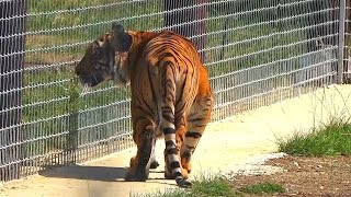 Malayan Tiger stalking Reindeer  Hamerton Zoo Park [upl. by Adaynek]